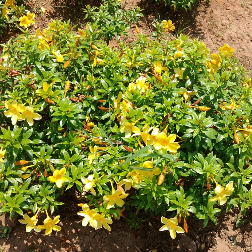Allamanda cathartica - Trompette d'or (Plant habit)