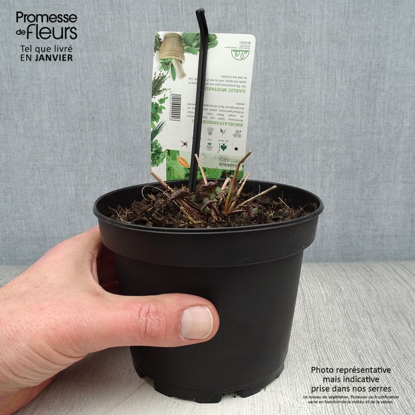 Example of Alliaire officinale ou Herbe à ail - Alliaria petiolata Pot de 1,5L/2L as you get in hiver