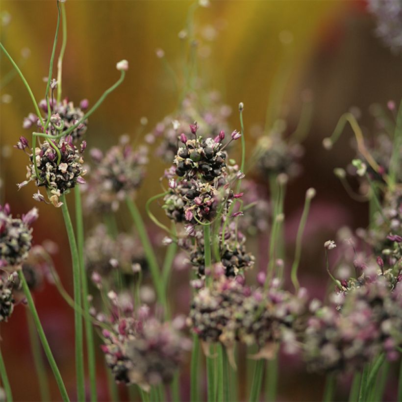 Ail d'ornement - Allium rocambole Bizarre (Flowering)