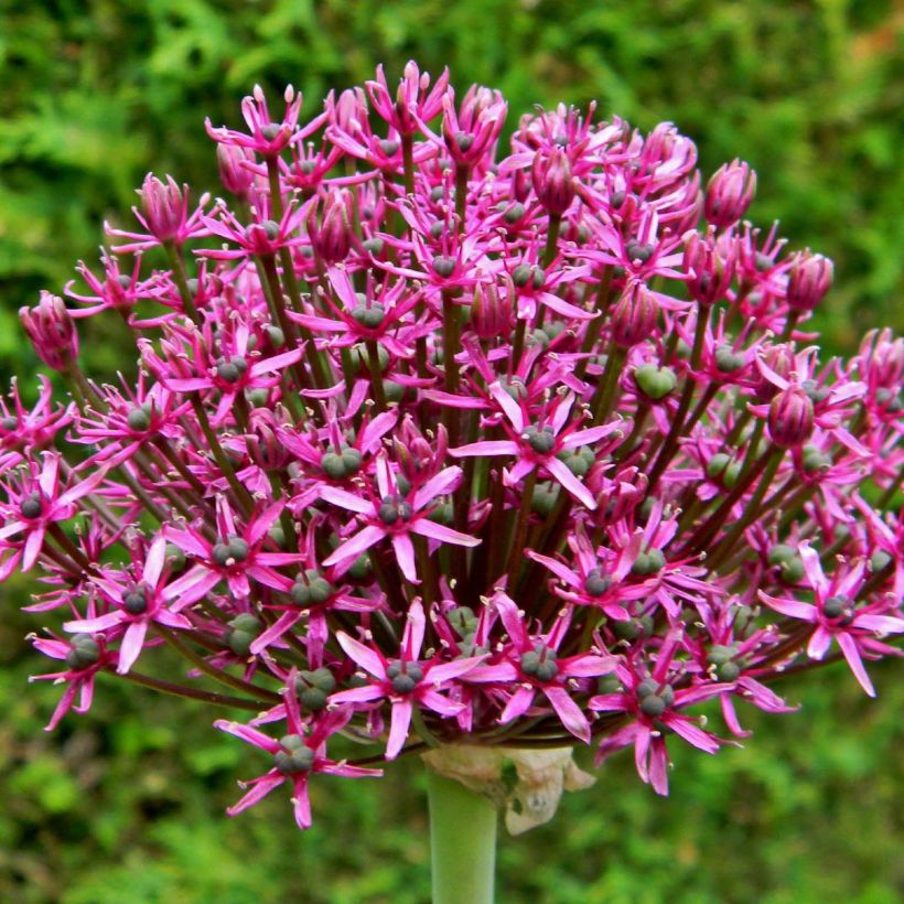 Ail d'ornement - Allium Miami (Flowering)