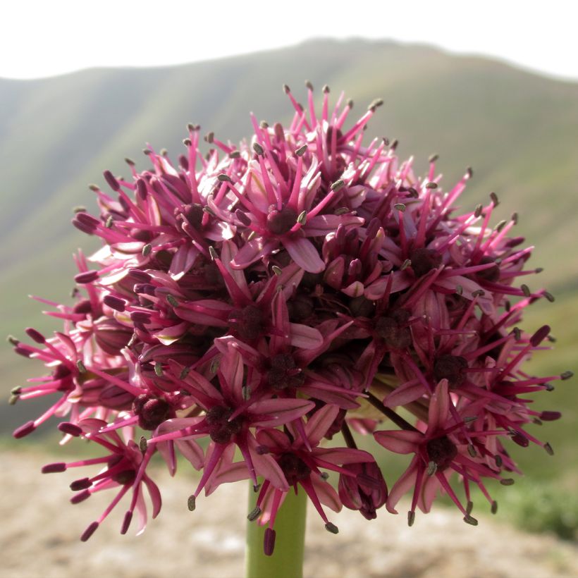 Allium aschersonianum - Ail d'ornement, Ail d'Ascherson (Flowering)