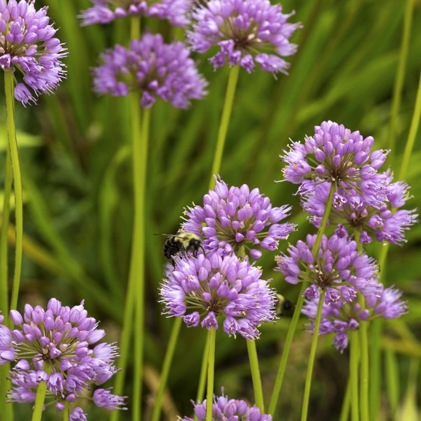 Allium carolinianum Rosy Dream - Ail d'ornement (Plant habit)