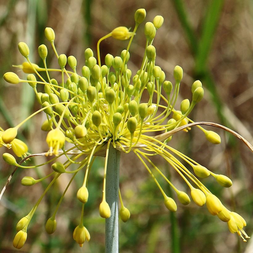 Allium chloranthum Yellow Fantasy - Ail d'ornement (Flowering)