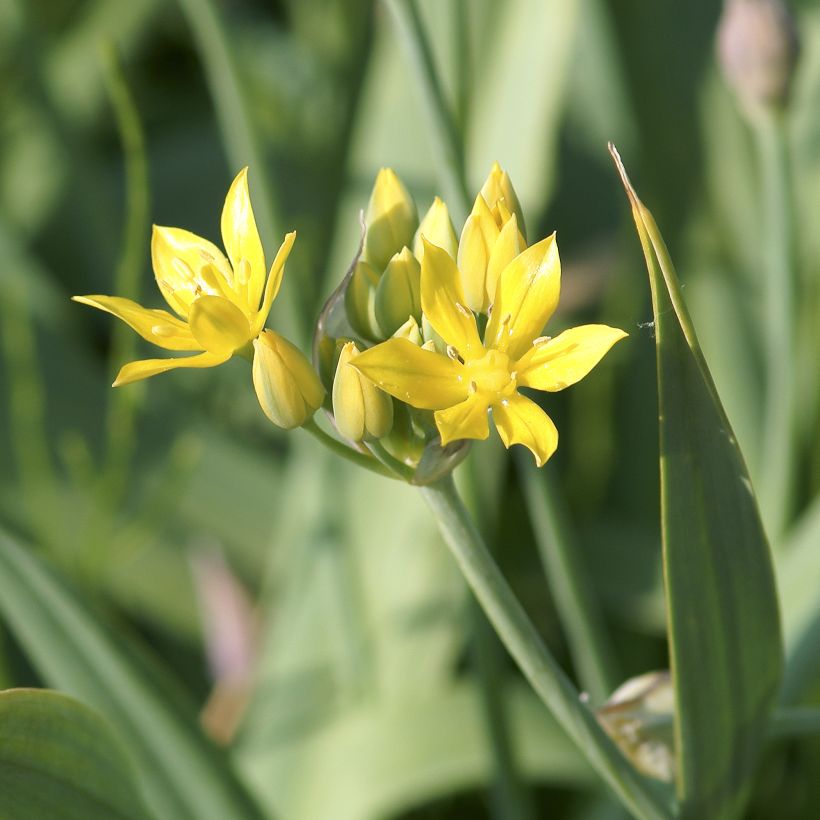 Ail d'ornement - Allium moly (Flowering)