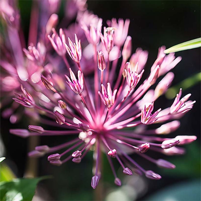 Ail d'ornement - Allium nevskianum (Flowering)