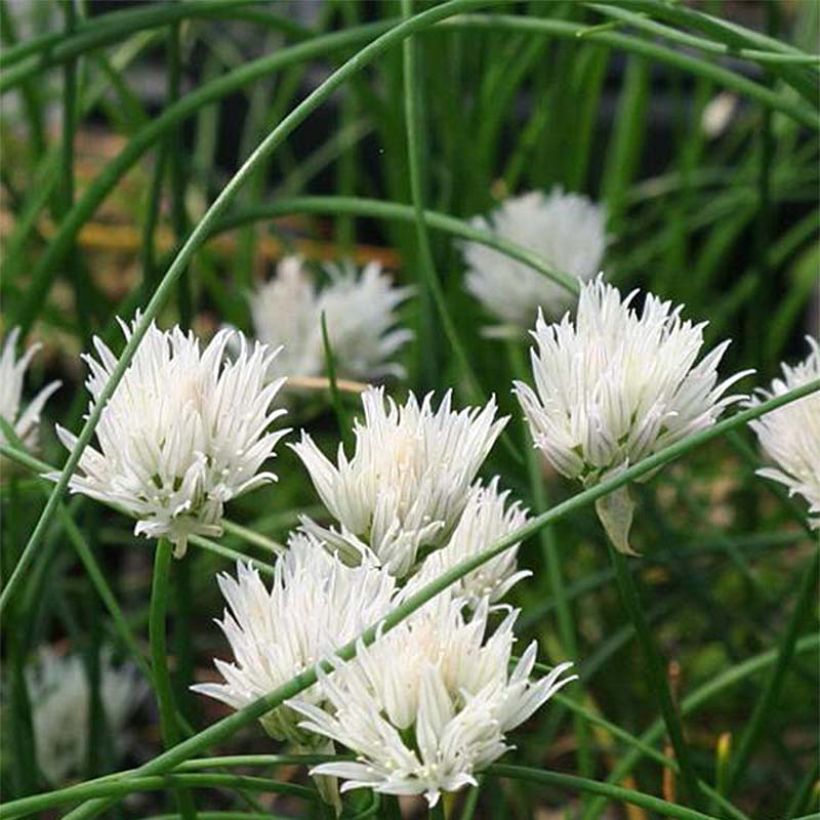 Ciboulette - Allium schoenoprasum Corsican White (Flowering)