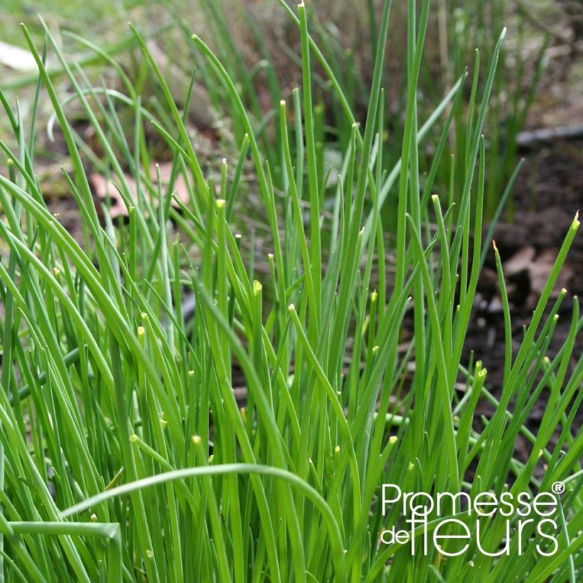 Ciboulette Rising Star - Allium schoenoprasum (Foliage)