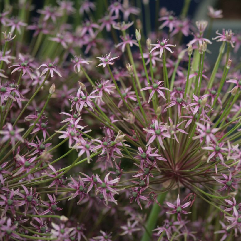 Ail d'ornement - Allium schubertii Spider (Flowering)