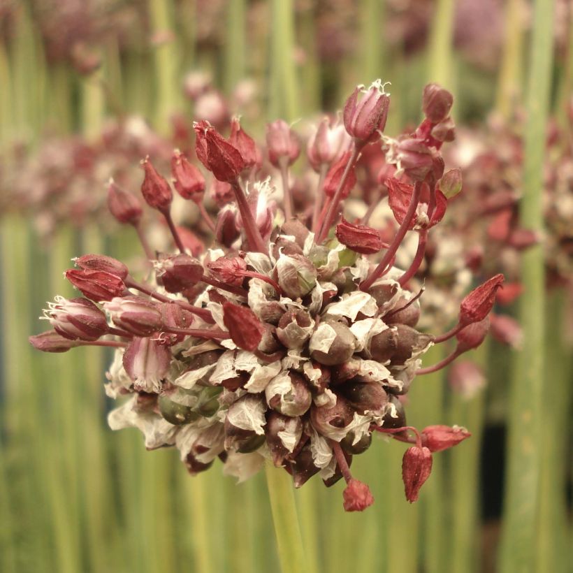 Ail d'ornement - Allium scorodoprasum Passion (Flowering)