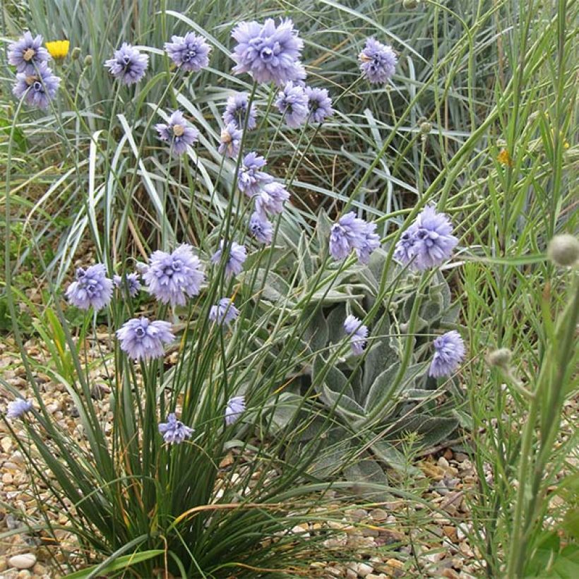 Ail d'ornement - Allium sikkimense (Plant habit)