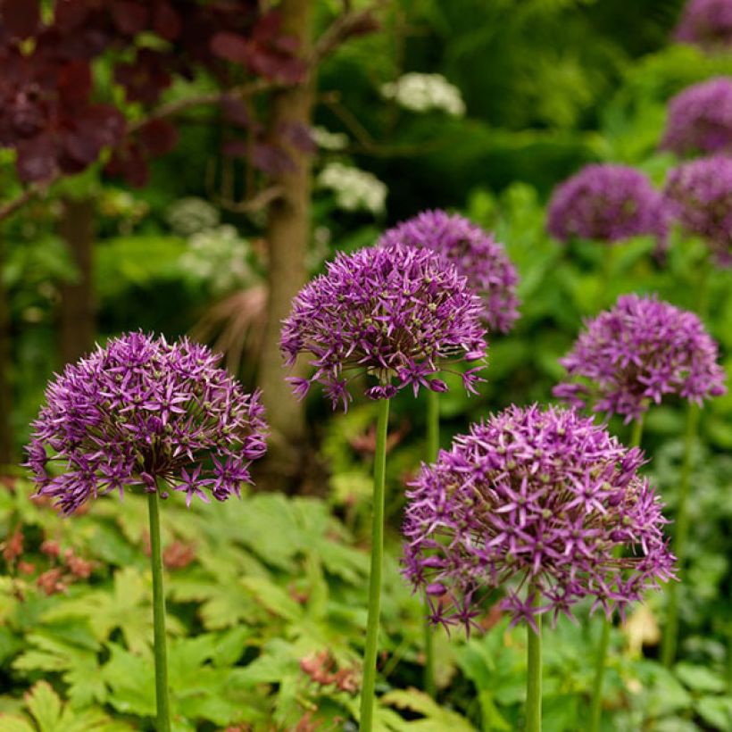 Ail d'ornement - Allium stipitatum Violet Beauty (Flowering)