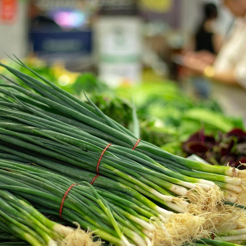 Ciboulail - Ciboule de Chine en plants (Harvest)