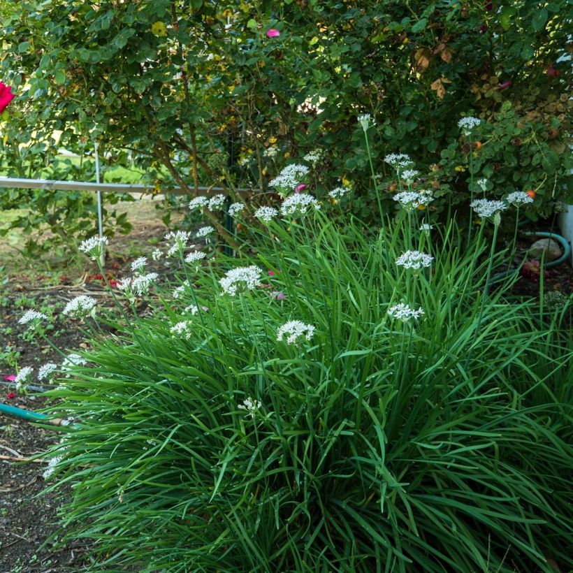 Ciboulail - Ciboule de Chine en plants (Plant habit)