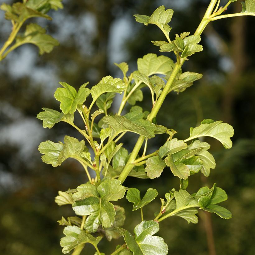 Aulne glutineux - Alnus glutinosa Incisa (Foliage)