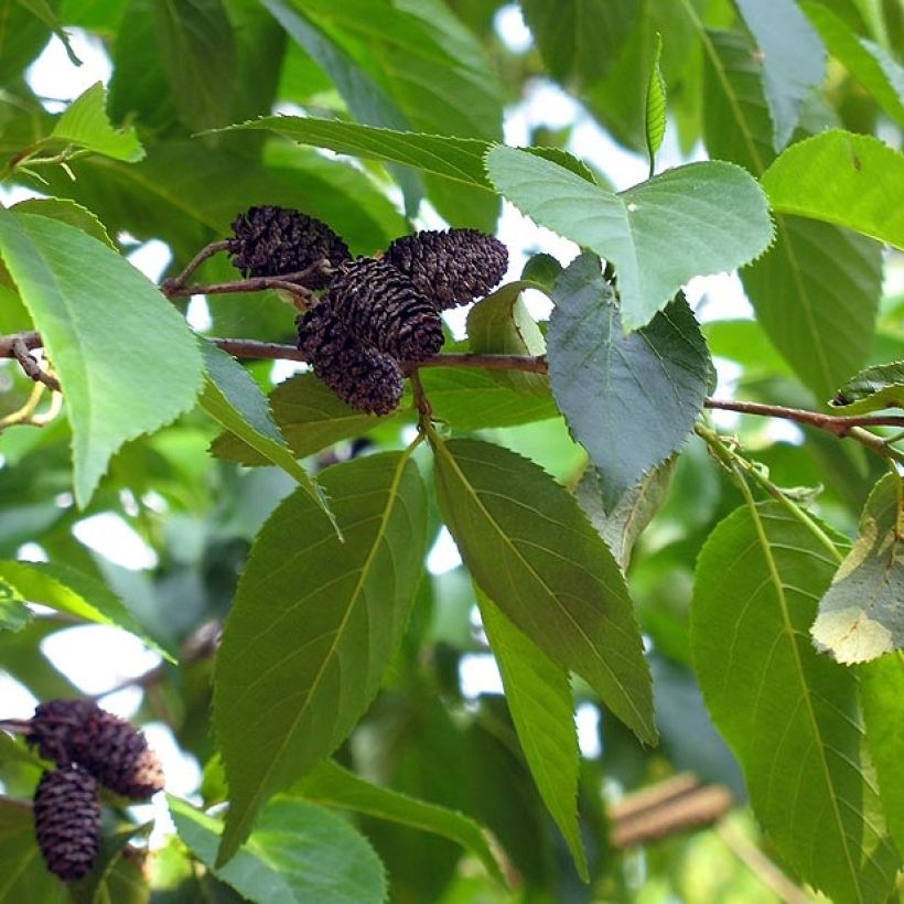 Alnus spaethii - Aulne de Spaeth (Harvest)