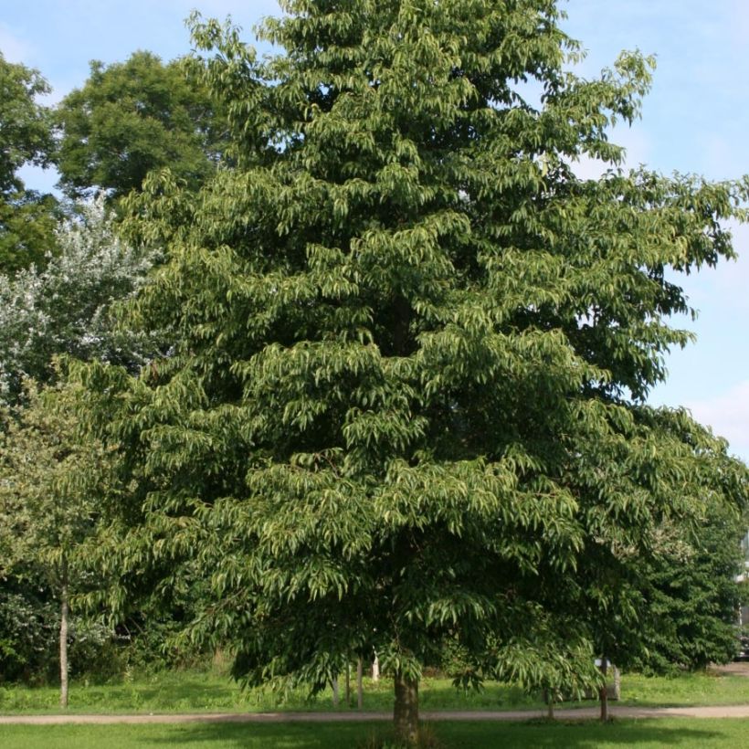 Alnus spaethii - Aulne de Spaeth (Plant habit)
