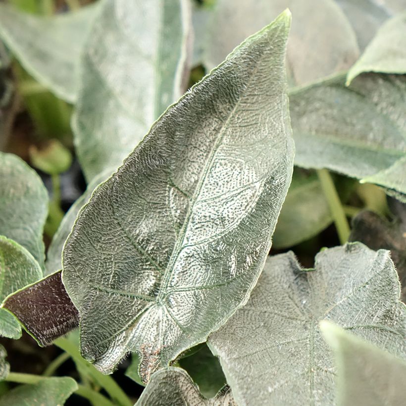 Alocasia Antoro Velvet - Oreille d'éléphant (Foliage)