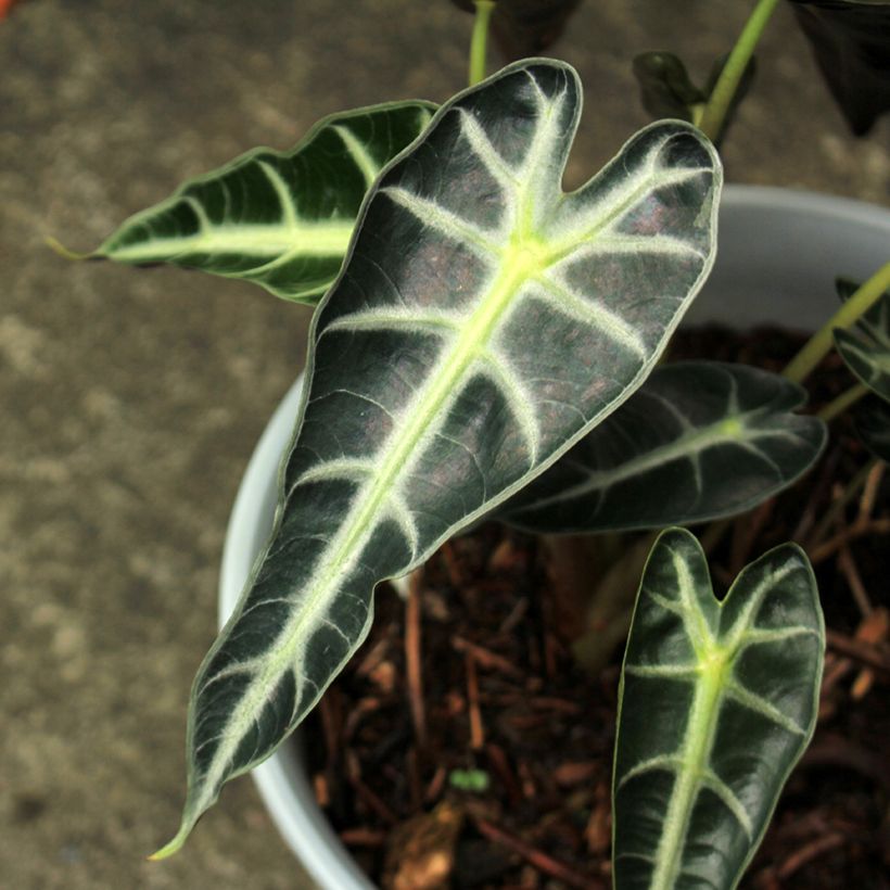 Alocasia Bambino - Oreille d'éléphant (Foliage)