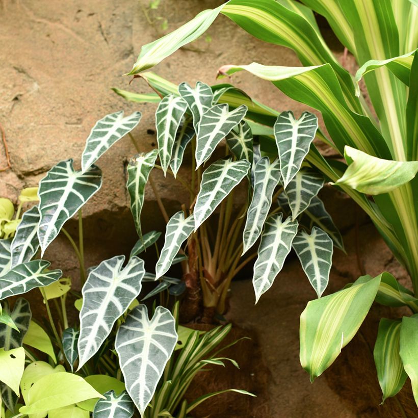 Alocasia Bambino - Oreille d'éléphant (Plant habit)