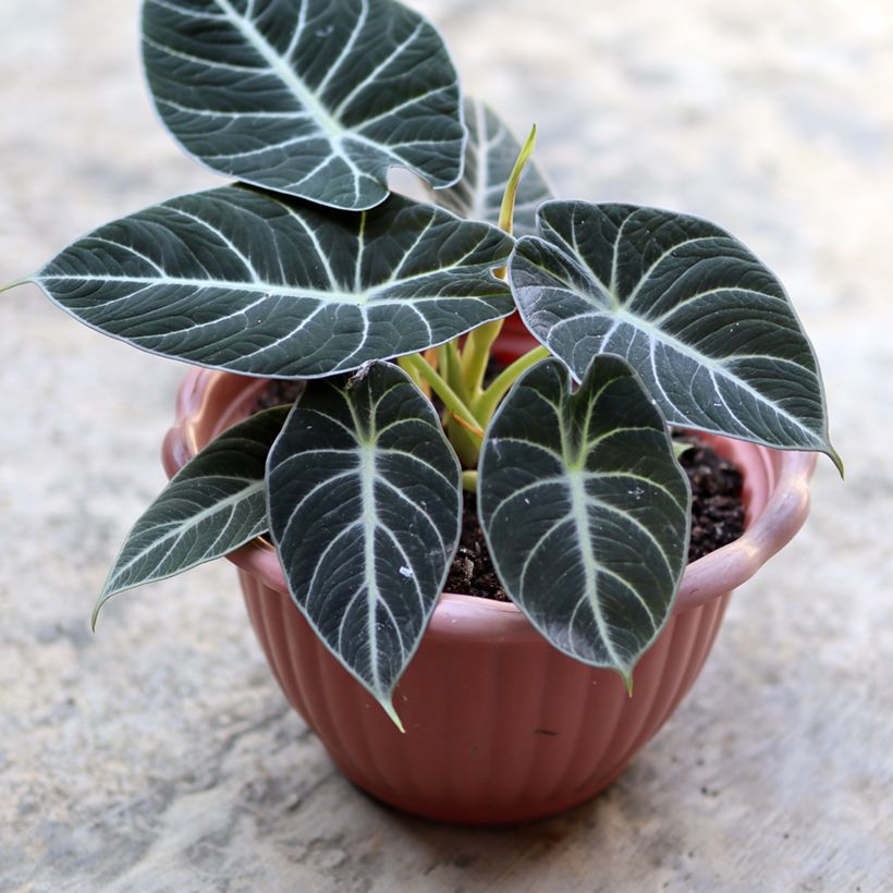 Alocasia Black Velvet - Oreille d'éléphant (Foliage)