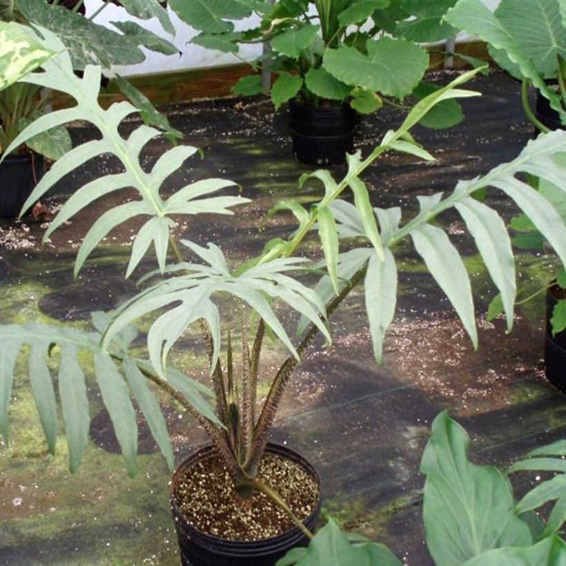 Alocasia brancifolia - Oreille d'éléphant (Plant habit)
