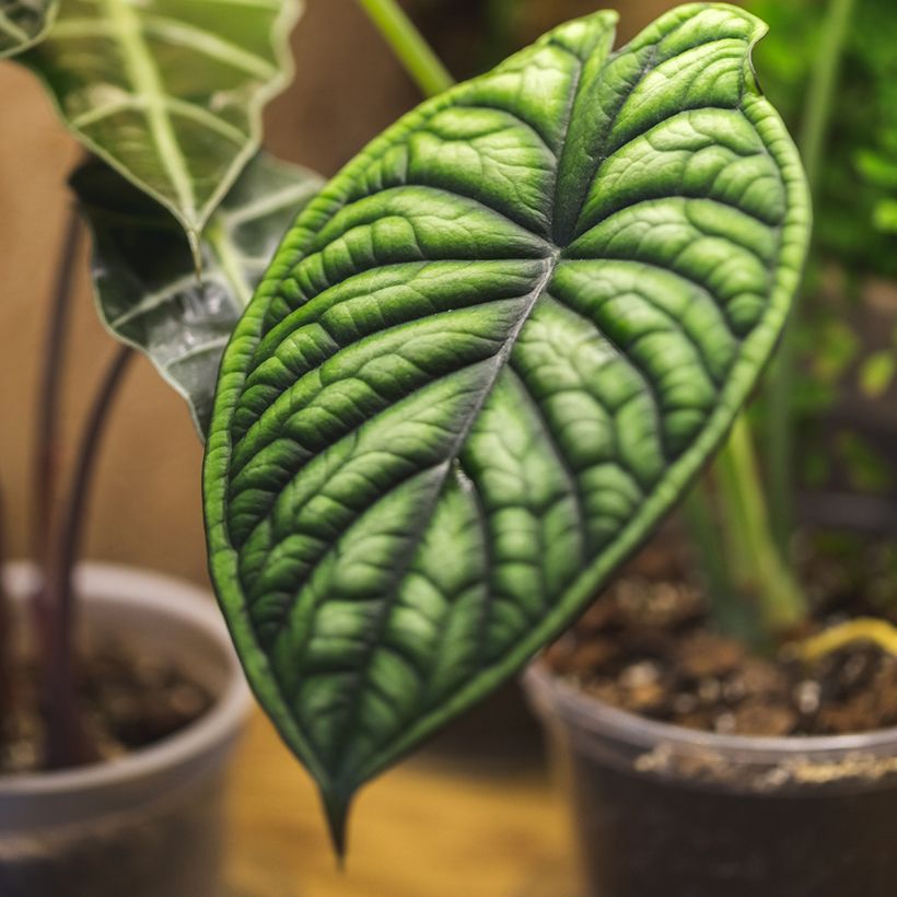 Alocasia Dragon Scale - Oreille d'éléphant (Foliage)