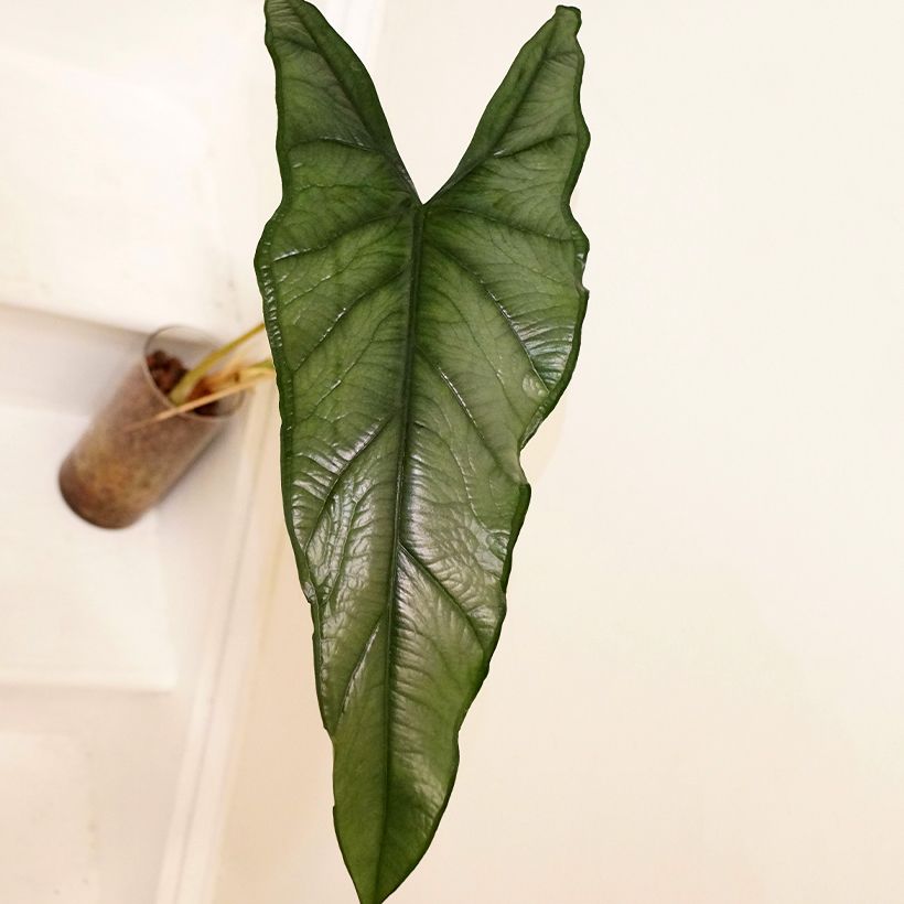 Alocasia Dragon's Breath (Foliage)