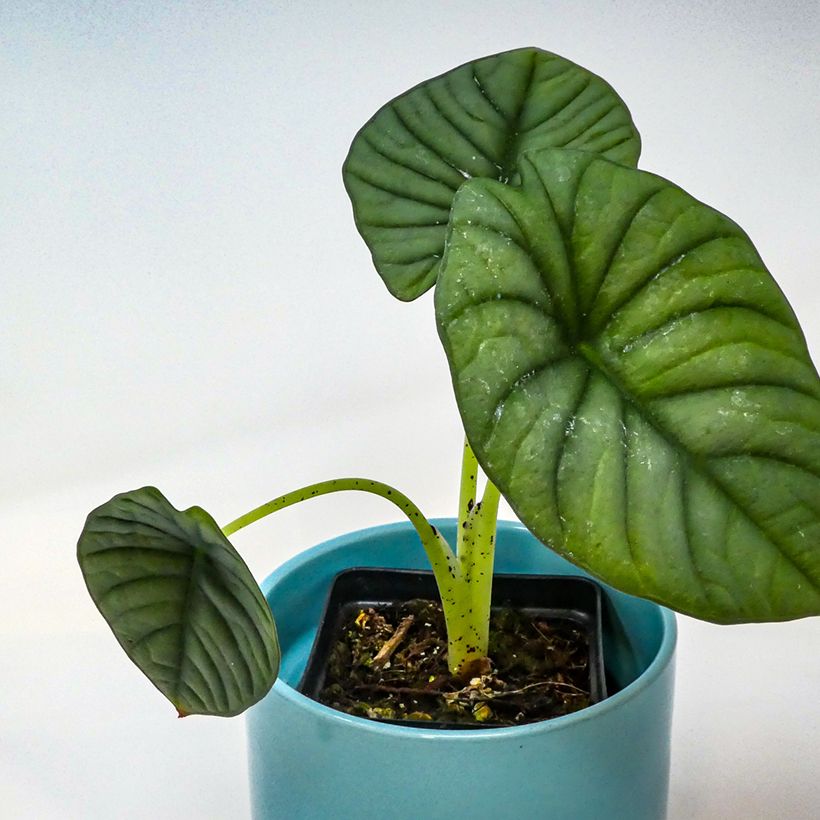 Alocasia nebula - Oreille d'éléphant (Foliage)