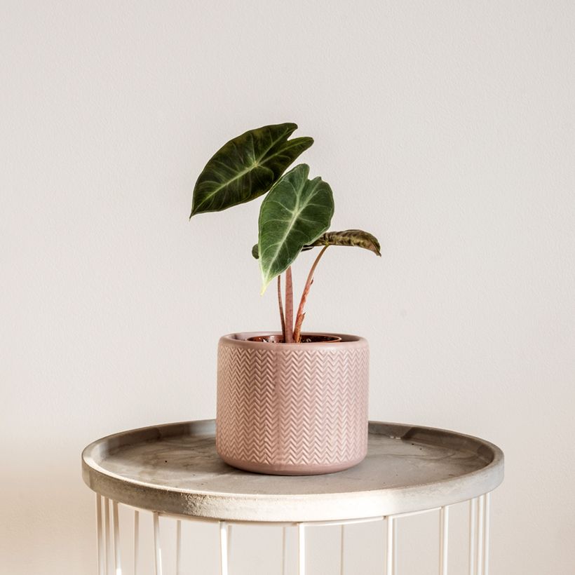 Alocasia Pink Dragon - Oreille d'éléphant (Plant habit)