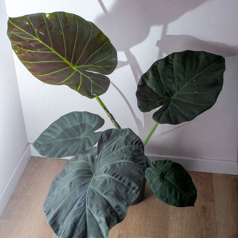Alocasia Regal Shields - Oreille d'éléphant (Plant habit)