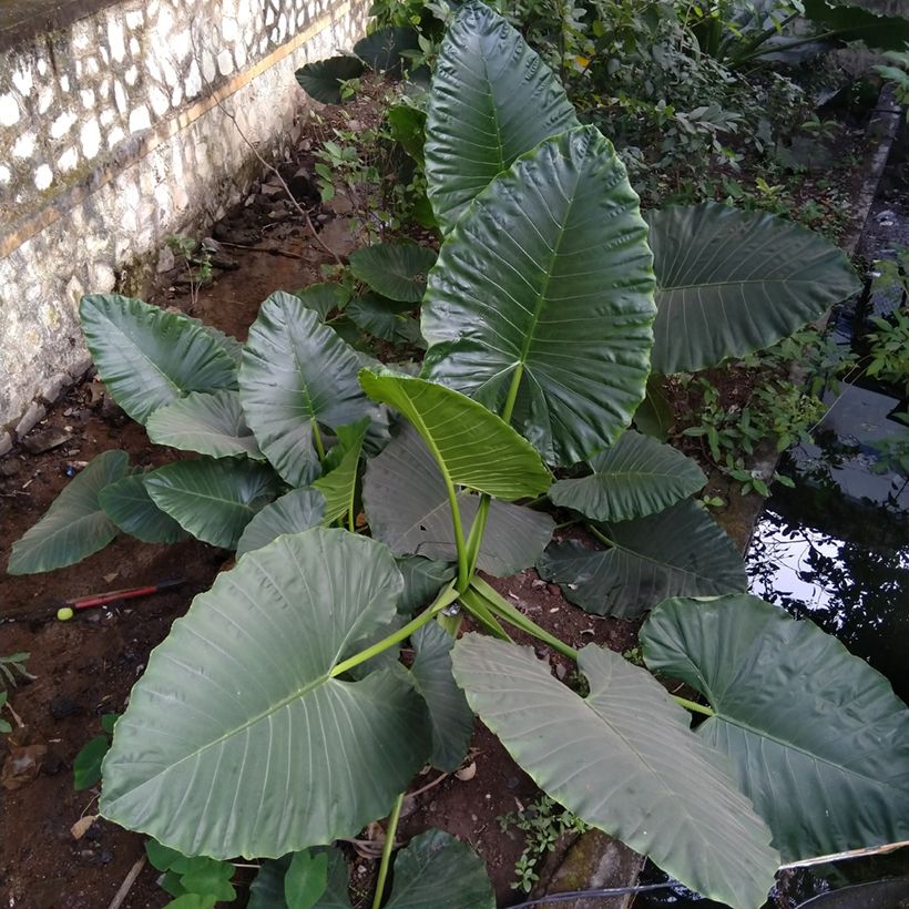 Alocasia Sumo - Oreille d'éléphant (Plant habit)