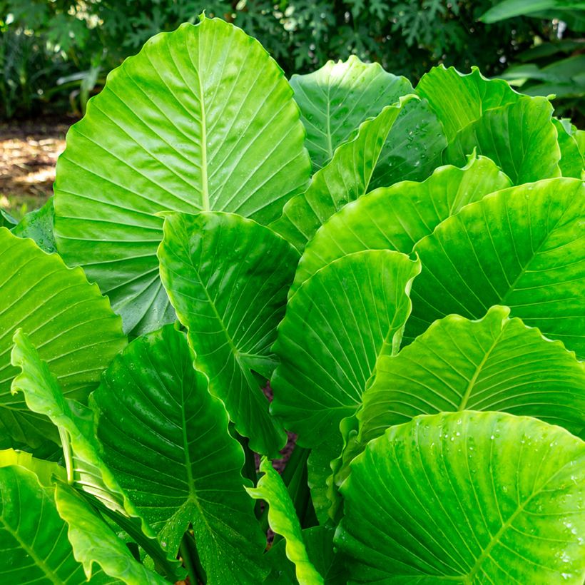 Alocasia California - Oreille d'éléphant (Foliage)