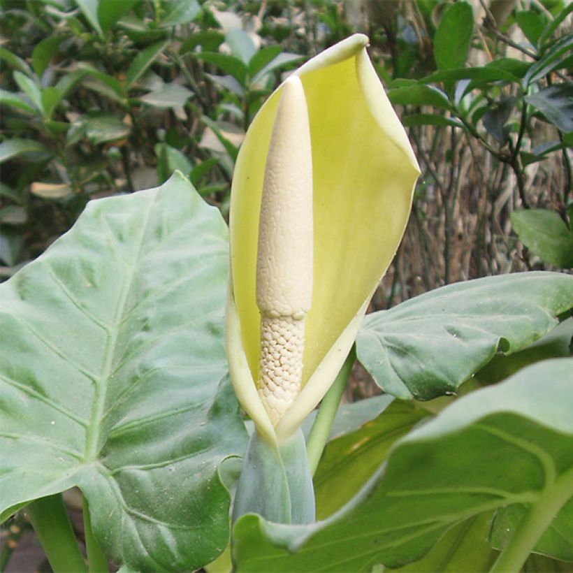 Alocasia macrorrhiza - Oreille d'éléphant (Flowering)