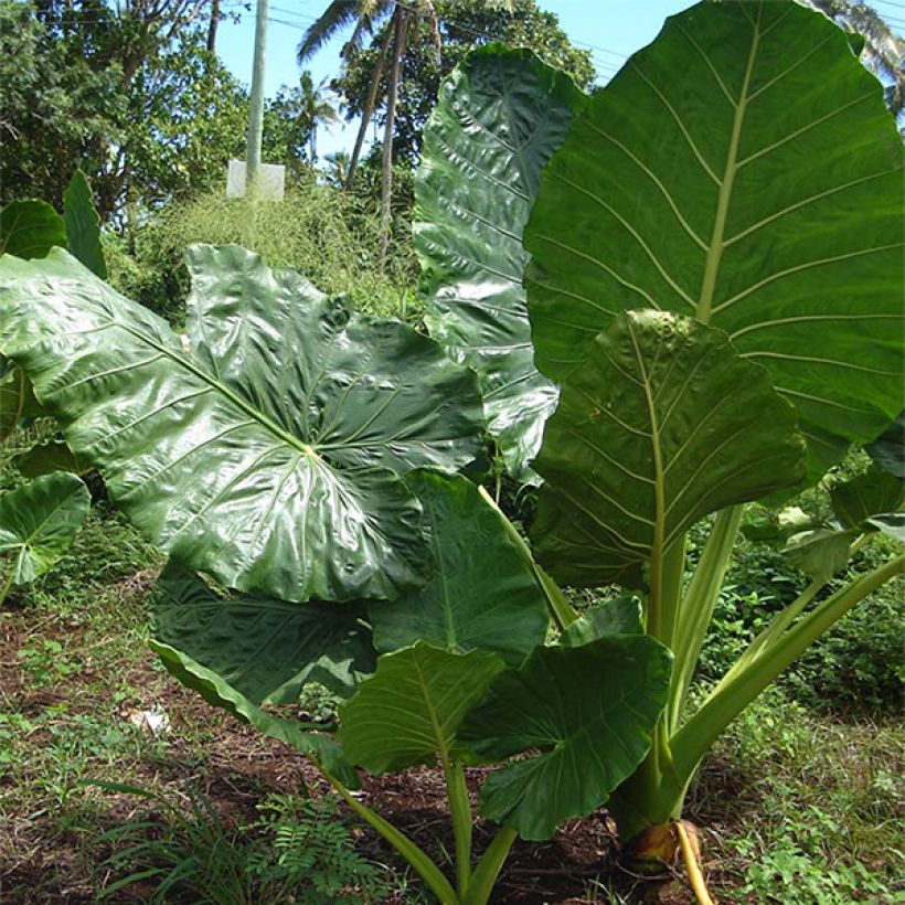 Alocasia macrorrhiza - Oreille d'éléphant (Plant habit)