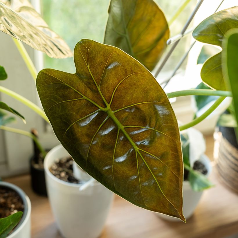 Alocasia wentii - Oreille d'éléphant (Foliage)