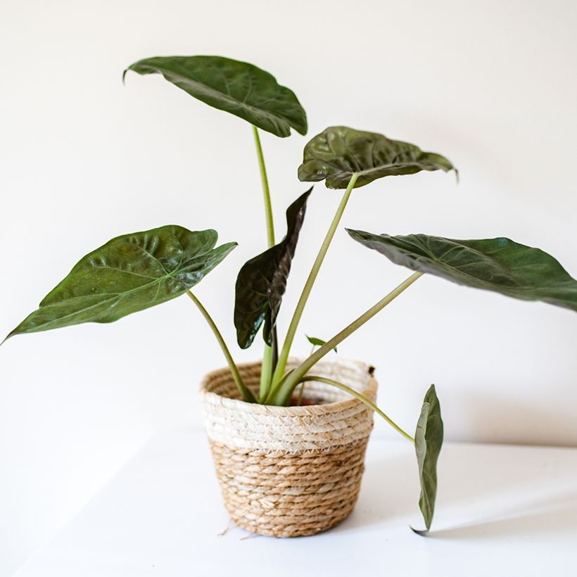 Alocasia wentii - Oreille d'éléphant (Plant habit)