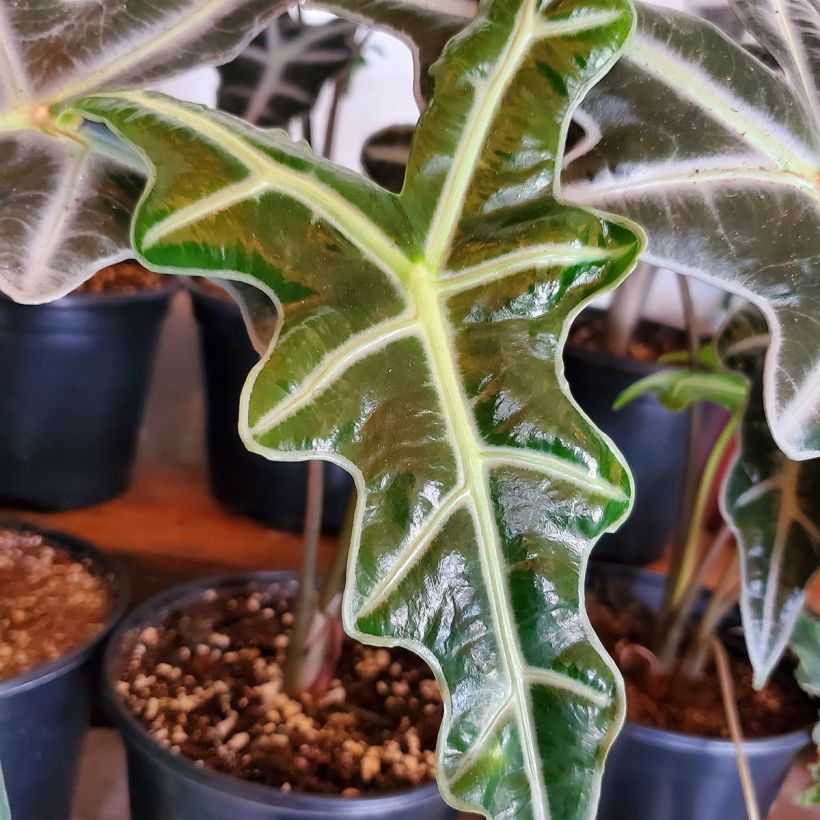 Alocasia Nobilis - Oreille d'éléphant (Foliage)