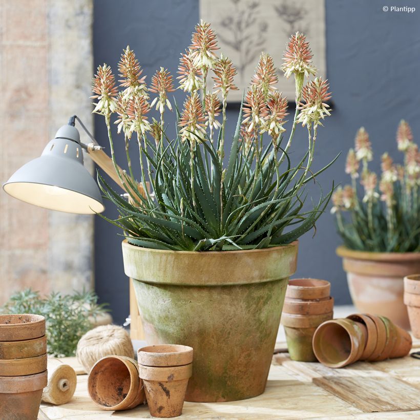 Aloe Safari Sunrise - Aloès (Plant habit)