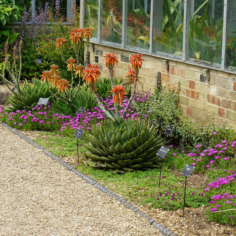 Aloe polyphylla - Aloes spirale (Plant habit)