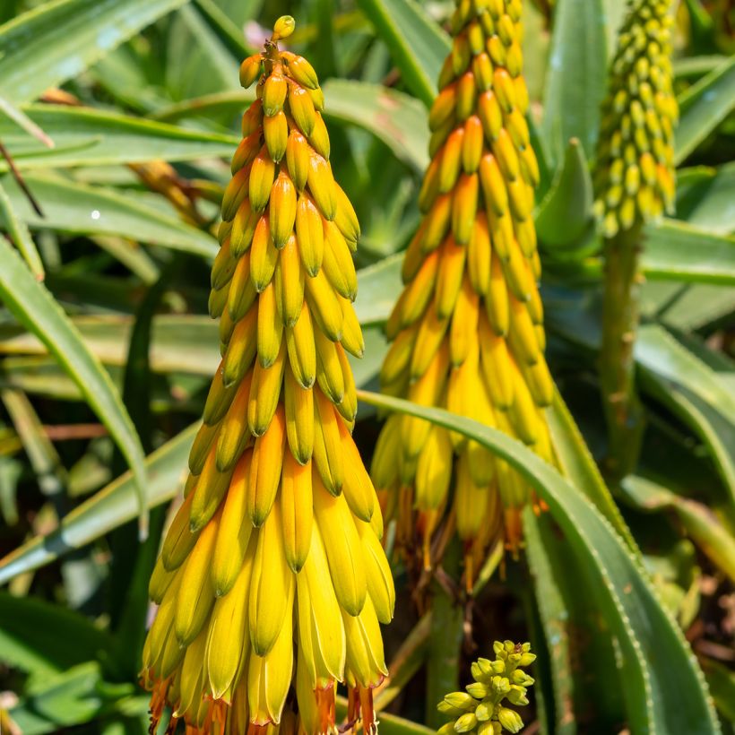 Aloe striatula - Aloès arbustif (Flowering)