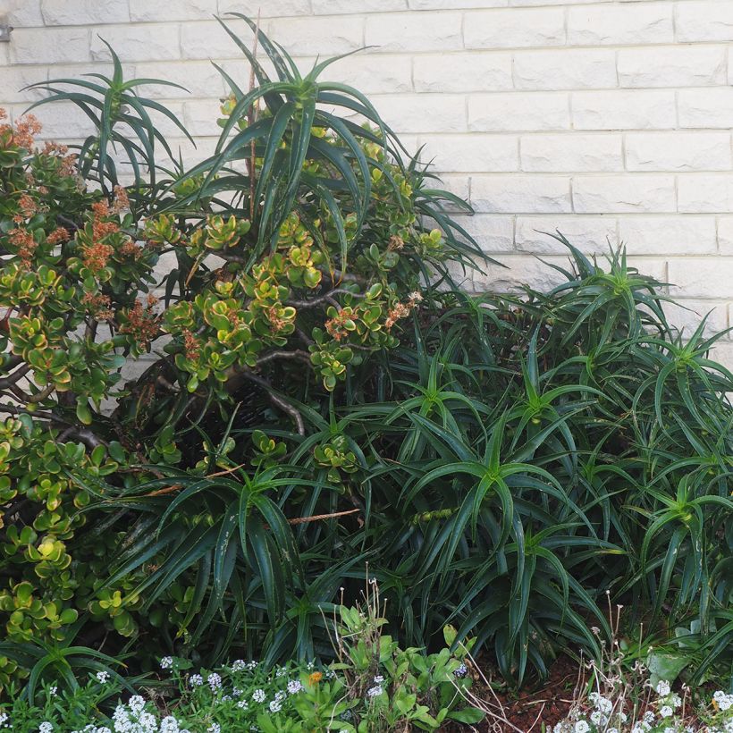Aloe striatula ArticJungle - Aloès arbustif (Plant habit)
