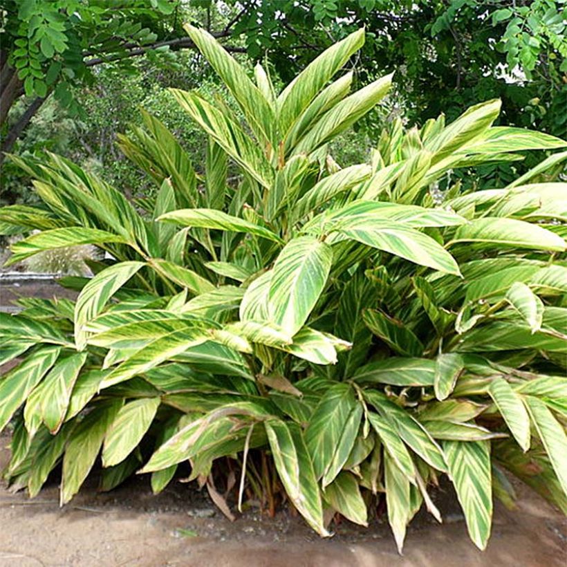 Alpinia zerumbet Variegata - Gingembre coquille (Foliage)