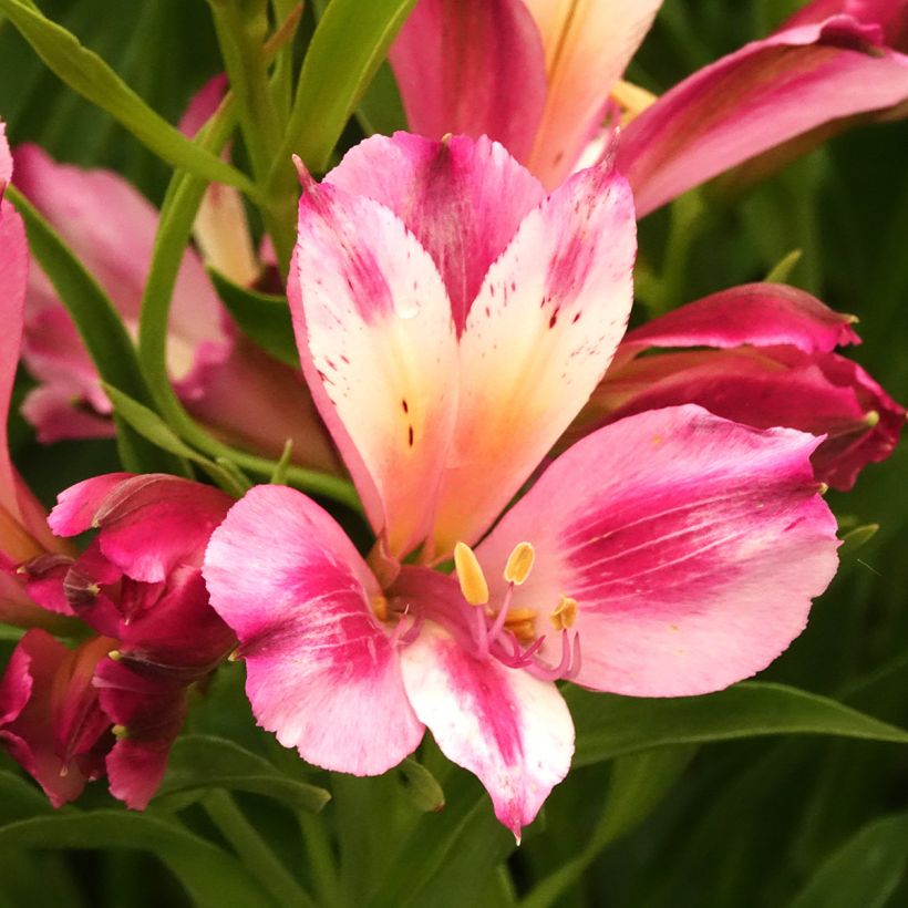 Alstroémère Duchesses d'Anjou Emilie - Lys des Incas (Flowering)