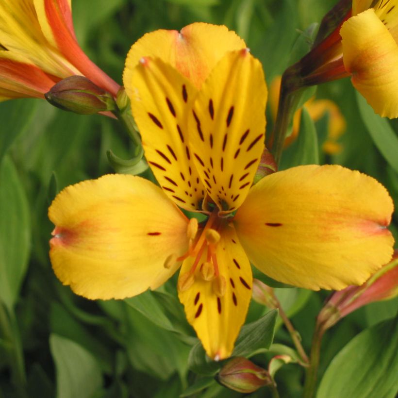 Alstroémère haute Majestic Serrant - Lys des Incas (Flowering)