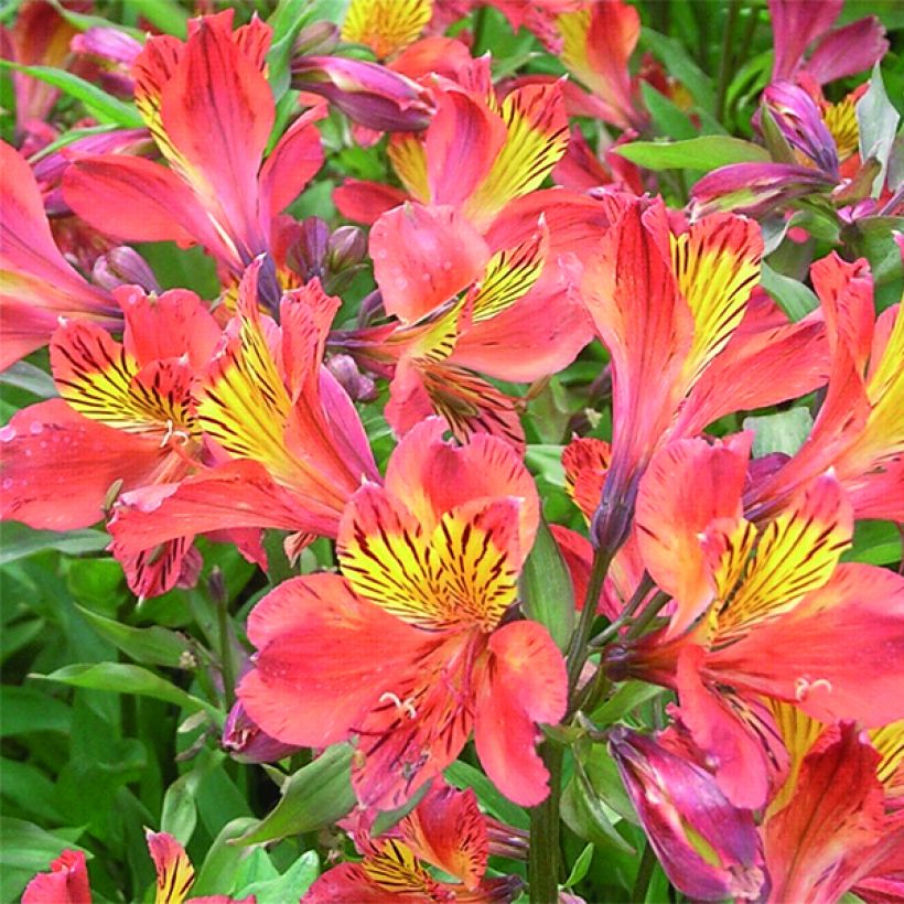 Alstroemère Inca Tropic - Alstroemeria (Flowering)