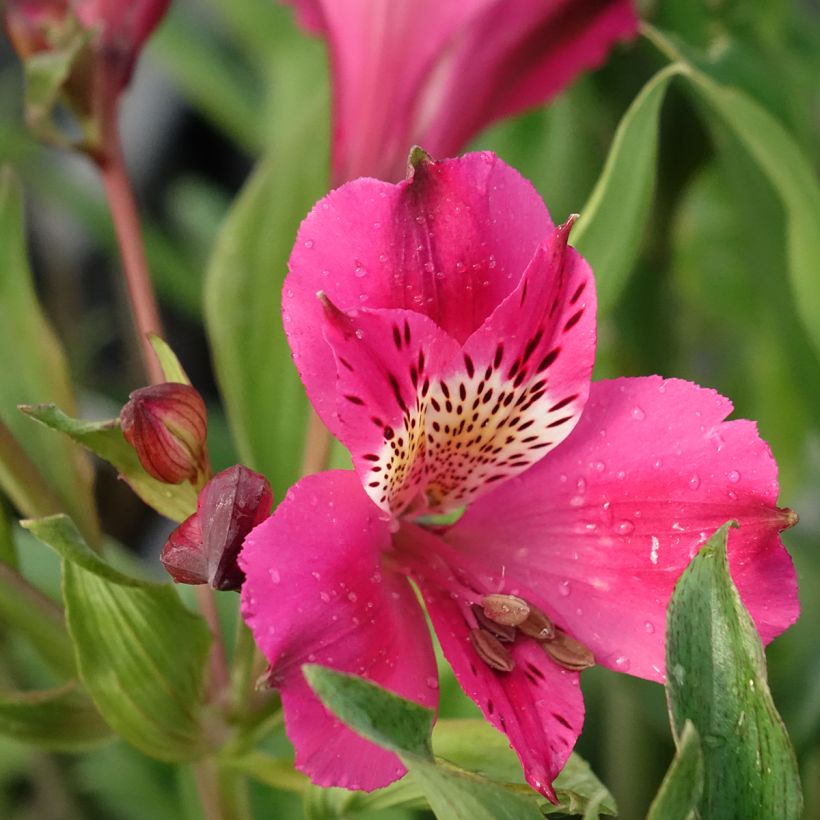 Alstroémère Duc d'Anjou Edouard - Lys des Incas (Flowering)