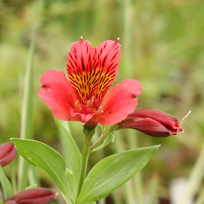 Alstroémère Duchesses Elisabeth - Lys des Incas (Flowering)