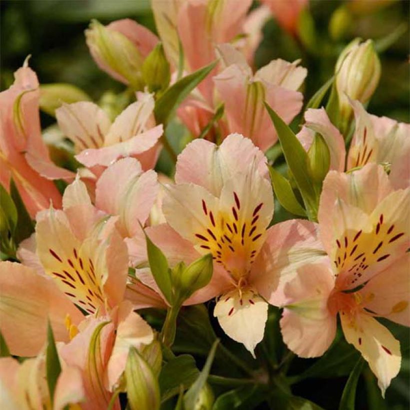 Alstroemère Inca Coral - Lis des Incas (Flowering)
