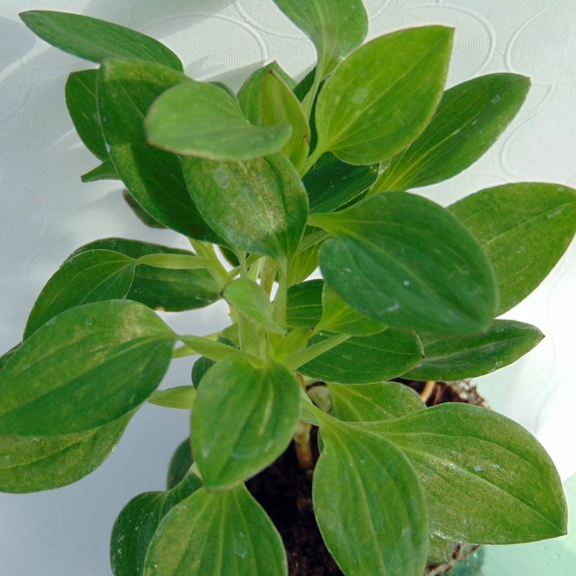 Alstroemère Inticancha Dark Purple - Lis des Incas (Foliage)