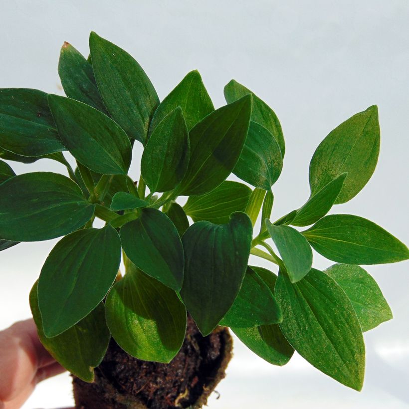 Alstroemère Inticancha Navayo - Lis des Incas (Foliage)